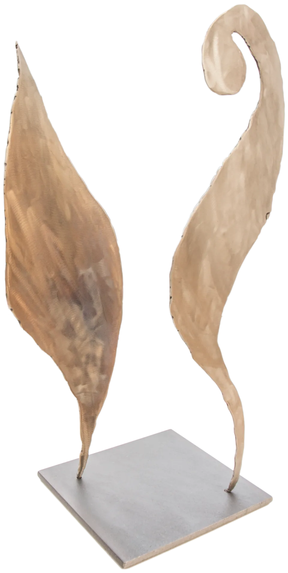 Hyppocampe
